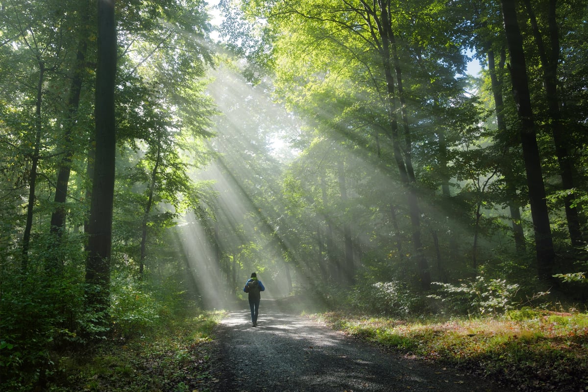 Misty forest path with beams of morning light breaking through the trees