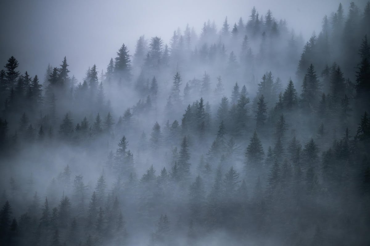 Layers of evergreen trees fade into dense fog across a mountainside. Soft mist weaves through the forest, creating a minimal, atmospheric scene that evokes calm, mystery, and the remote beauty of nature.